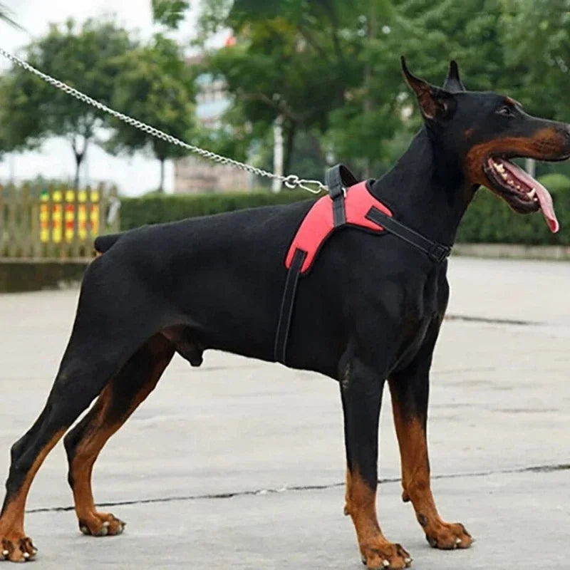 A black dog wearing a pink adjustable no-pull harness with a silver chain leash.