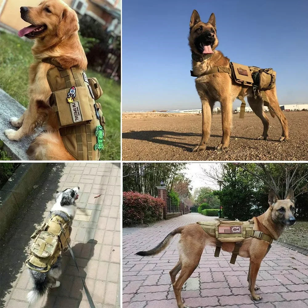 A golden retriever wearing a tactical vest and harness standing outdoors.