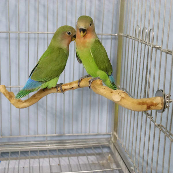 Two green parrot birds perched on a natural wood branch inside a wire cage
