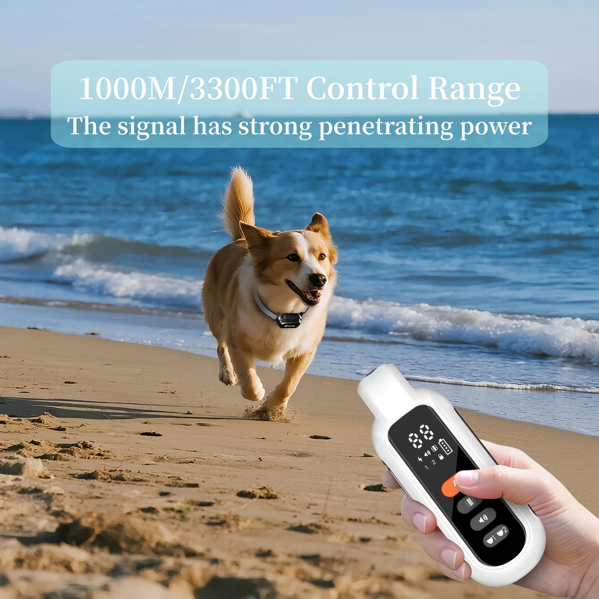 A person holds a white remote dog training collar while a happy dog runs on a sandy beach near the ocean.