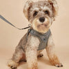 A small, fluffy, light brown dog wearing a gray ComfortFit dog harness and attached leash.
