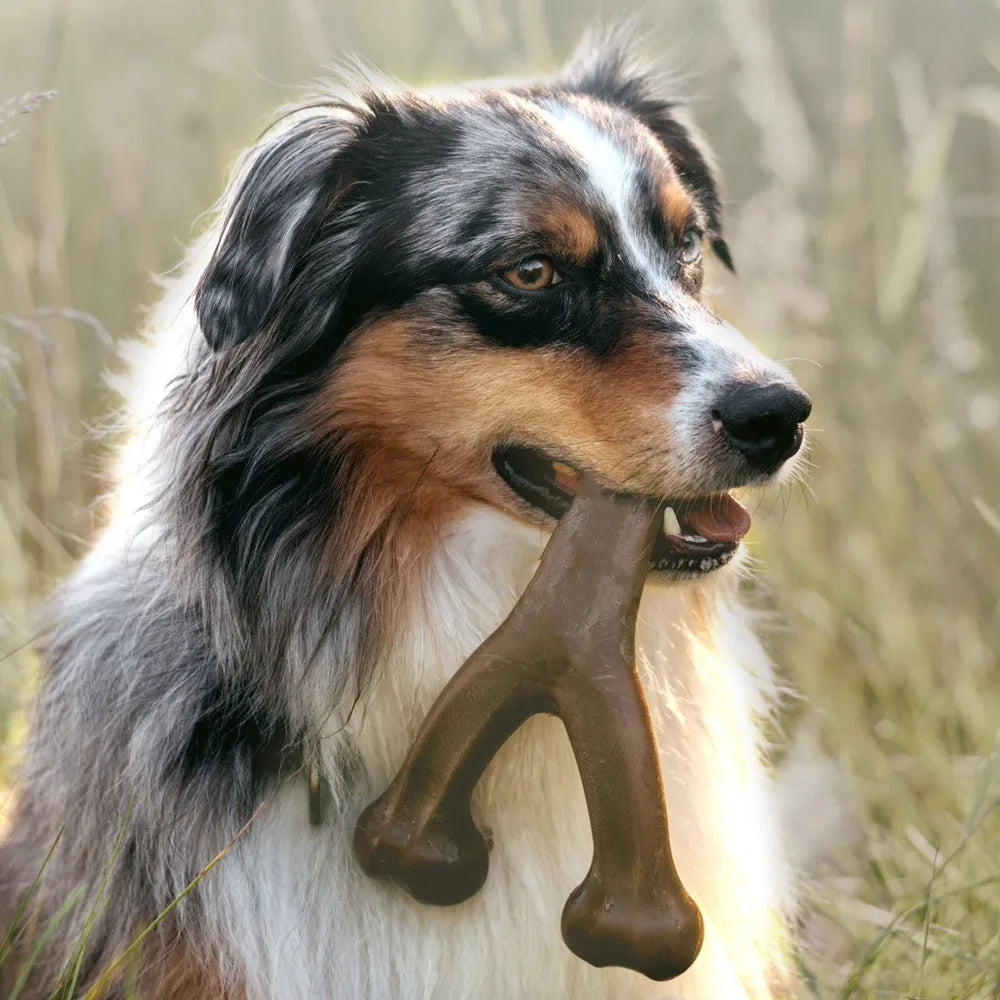 Ein Hund mit schwarz-weiß-braunem Fell hält ein braunes Nylon-Kau-Spielzeug im Maul.