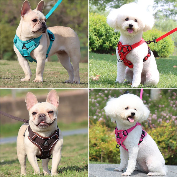 Harnais et Laisse Rembourrés pour Chiens de Petite Taille