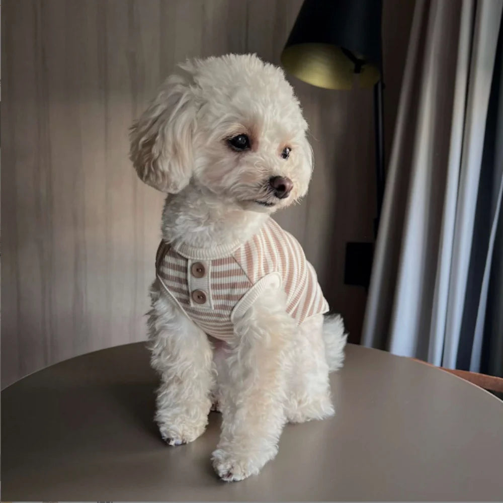 A fluffy white dog wearing a knitted vest with light pink stripes, sitting on a table.