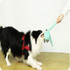 A black and white dog is being groomed by a hand, holding a light blue plush octopus toy.