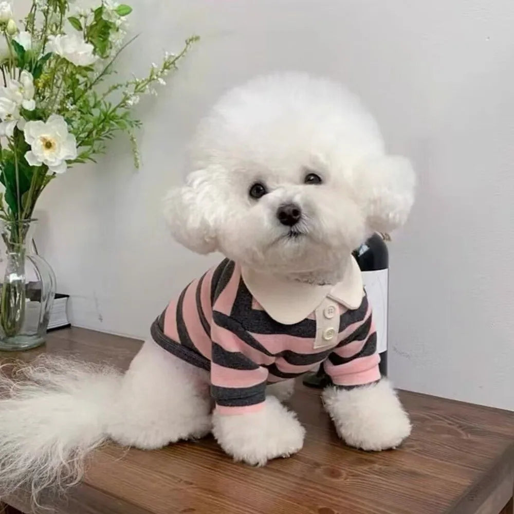 Ein flauschiger weißer Hund mit gestreiftem Hemd sitzt auf einer Holzoberfläche.