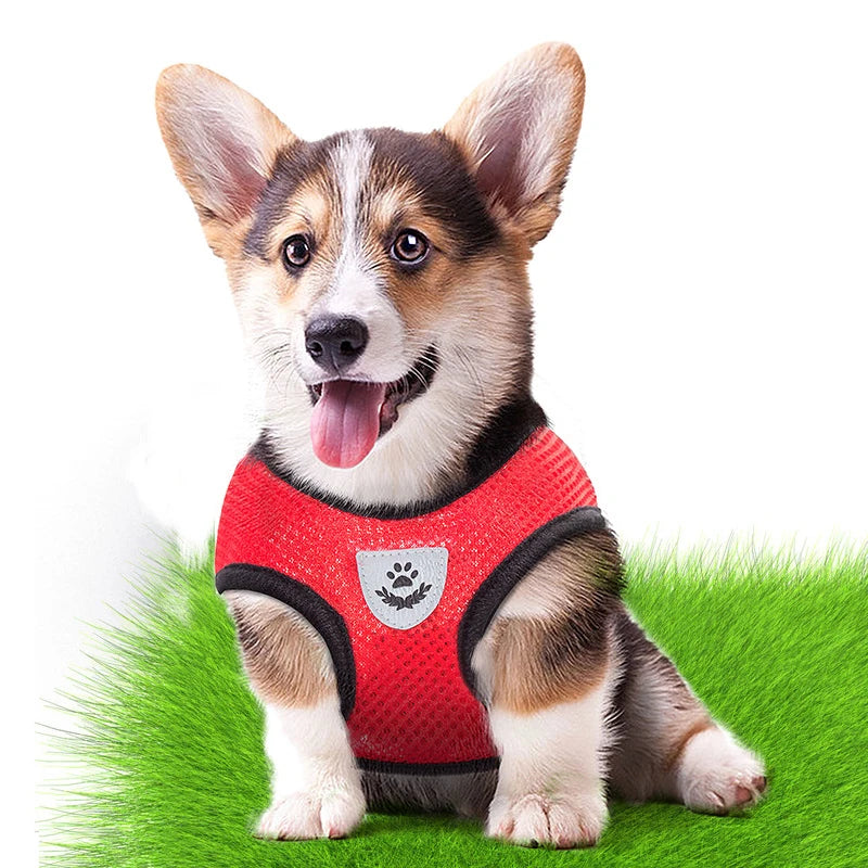 A small dog wearing a red pet harness sitting on green grass.