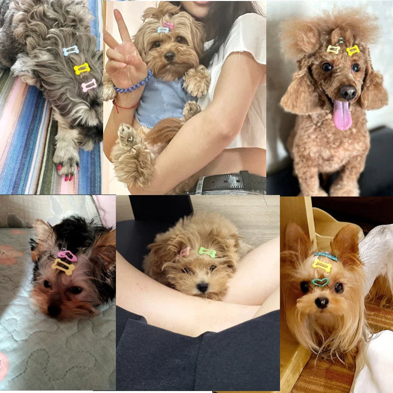 Bone-Shaped Pet Hair Clips for Dogs and Cats