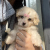Bone-Shaped Pet Hair Clips for Dogs and Cats