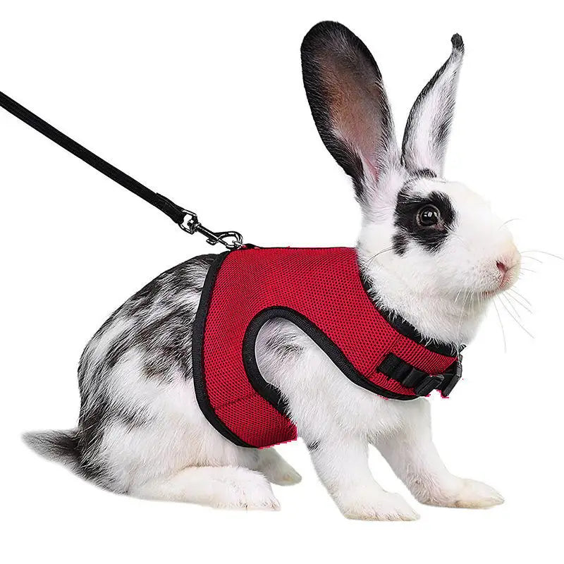 Un lapin blanc portant un harnais rouge d'animal et attaché à une laisse noire.