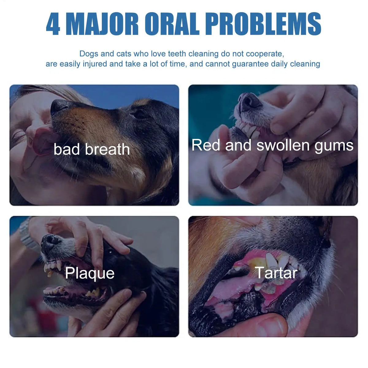 An infographic showing four major oral problems in pets: bad breath, red and swollen gums, plaque, and tartar.