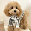 A light tan poodle wearing a black and white striped thermal sweater.