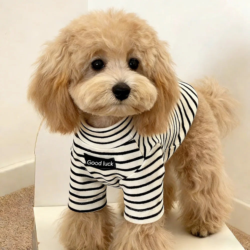 A light tan poodle wearing a black and white striped thermal sweater.