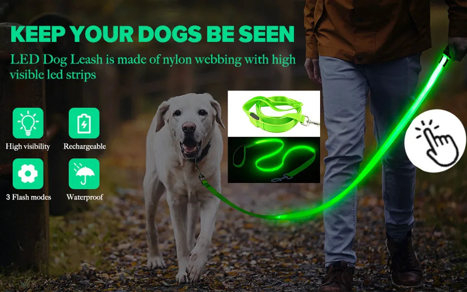 A dog wearing a green LED leash is being held by a person outdoors.