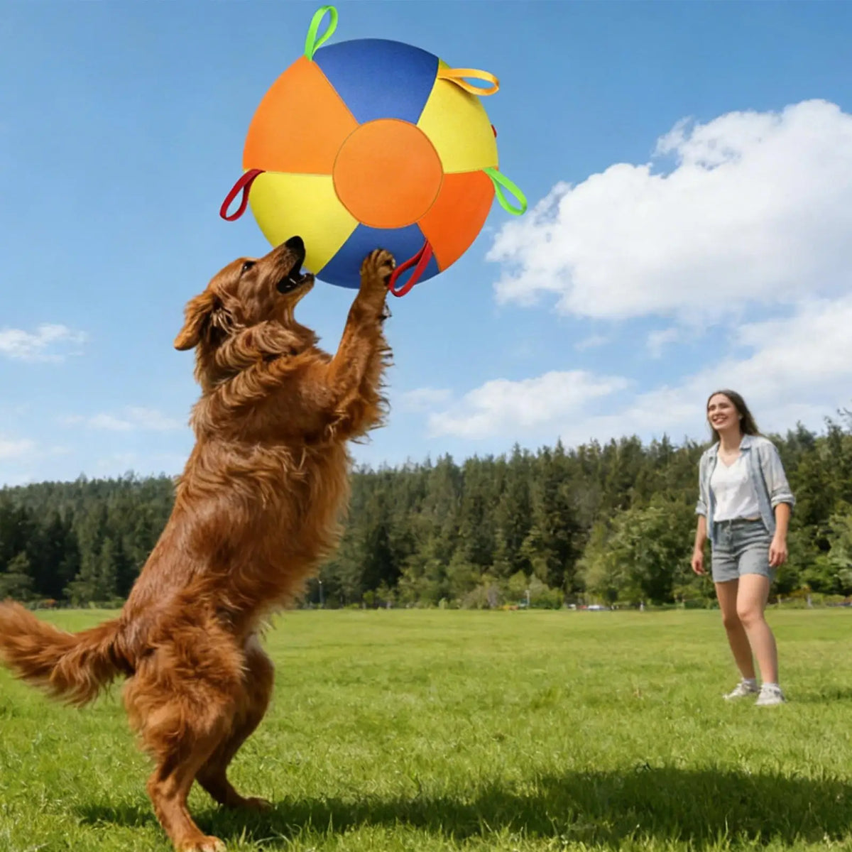 A happy dog is playing with an orange and blue interactive herding ball outdoors with a woman in the background.