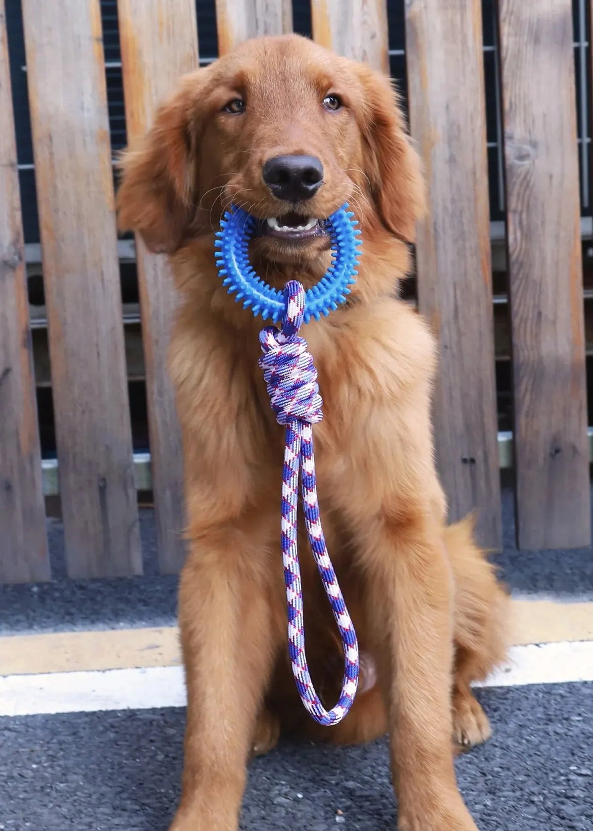 A golden retriever sits wearing a blue interactive dental chew ring on a leash.