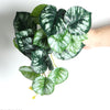 Realistic Artificial Monstera Potted Plant