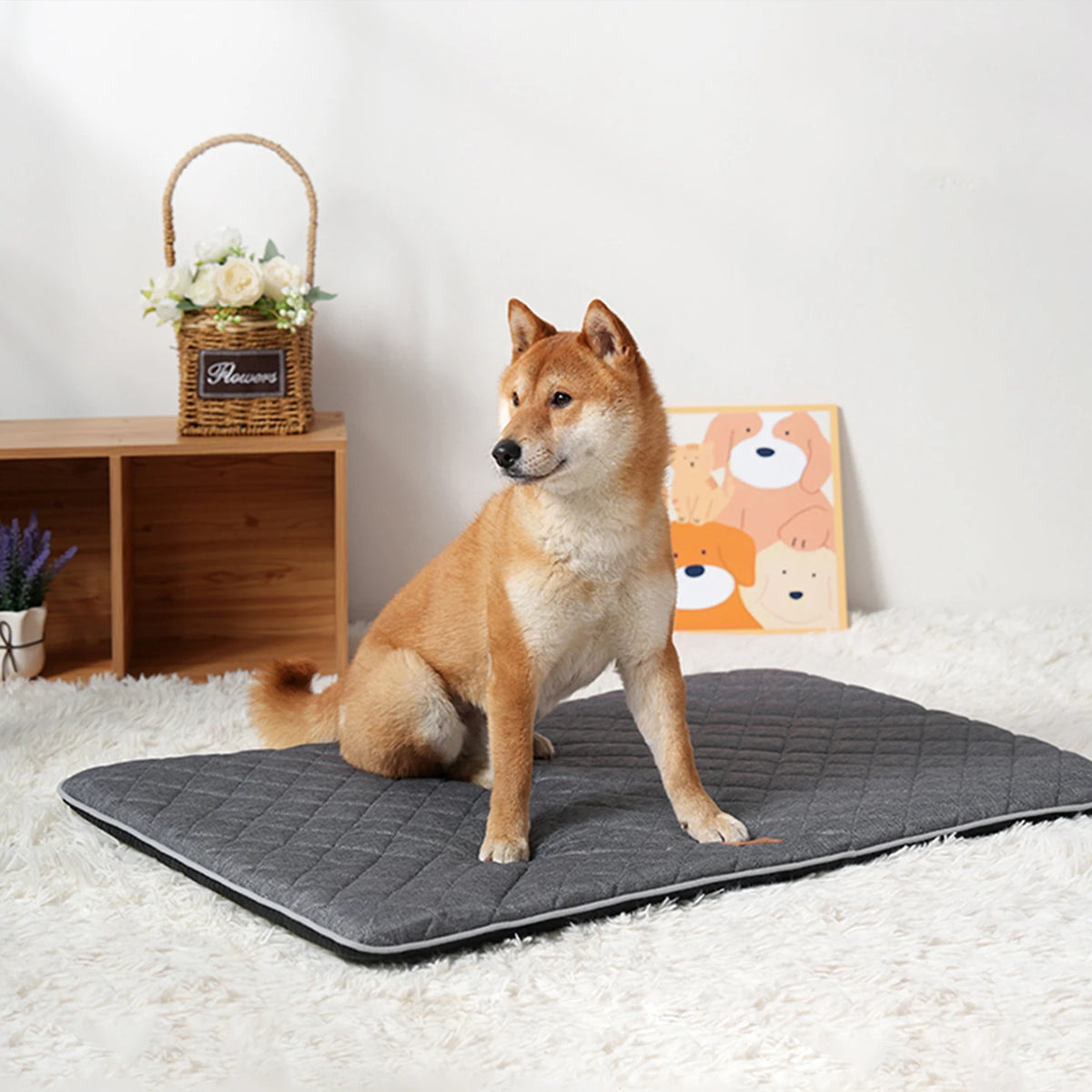 A fluffy Shiba Inu dog is sitting on a gray quilted washable sleeping mat indoors.
