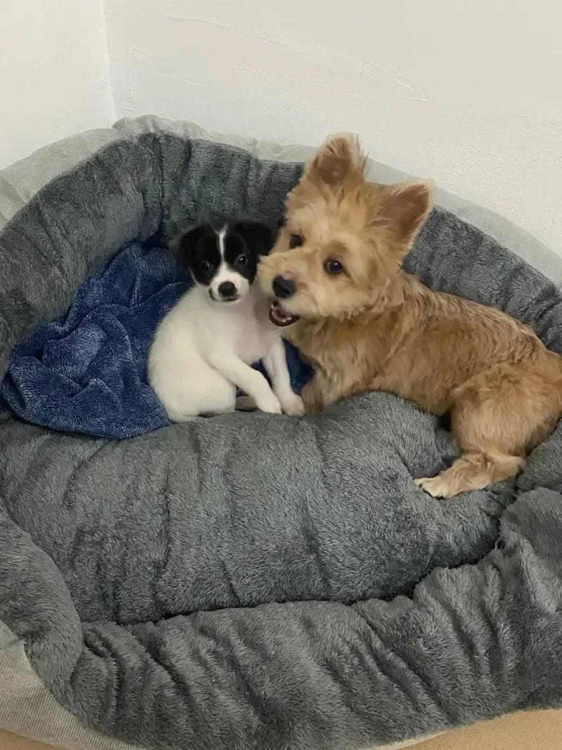 Cozy Plush Dog Bed with Soft Cotton Cover