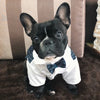 A black dog wearing a white tuxedo outfit with blue accents sitting on a brown rug.