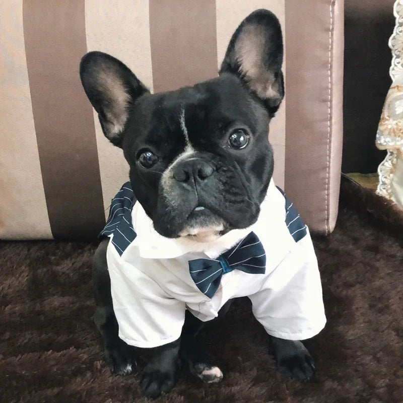 A black dog wearing a white tuxedo outfit with blue accents sitting on a brown rug.