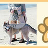 Cooling Dog Vest with Breathable Mesh