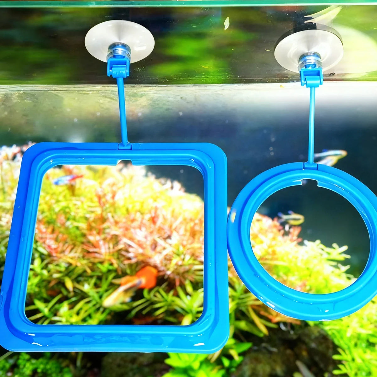 Aquarium Floating Fish Feeding Ring with Suction Cup