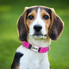 Reflektierendes personalisiertes Hundehalsband mit graviertem Anhänger