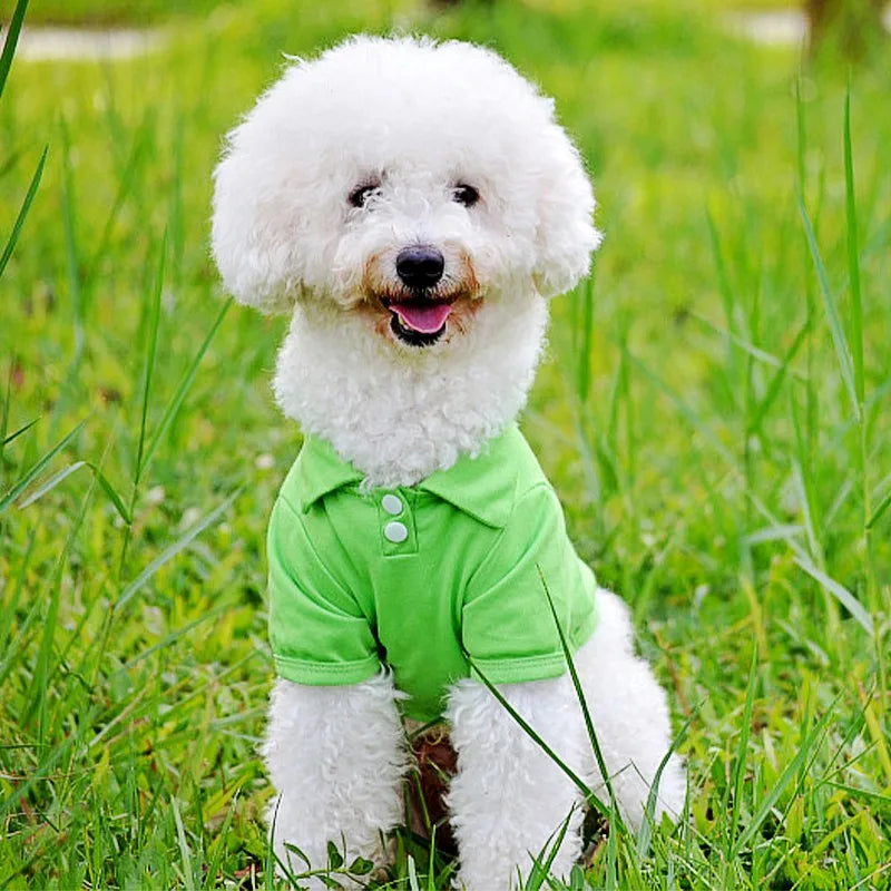 A fluffy white dog wearing a bright green polo shirt sitting in green grass.