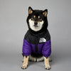 A black and white dog wearing a purple and black winter coat with a zipper.