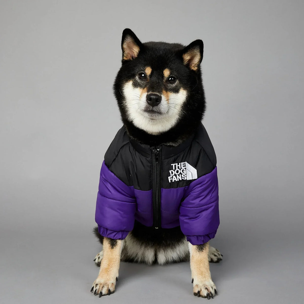 A black and white dog wearing a purple and black winter coat with a zipper.