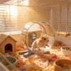 A small brown hamster is running on a transparent exercise wheel in a sunny indoor environment.