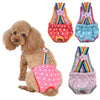 A golden doodle dog wearing colorful, striped physiological underwear.