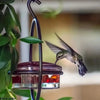 Metal Hanging Hummingbird Feeder with Glass Bottle