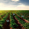 Rows of green plants in a field with solar ultrasonic pest repellers installed along the rows under a bright sky.