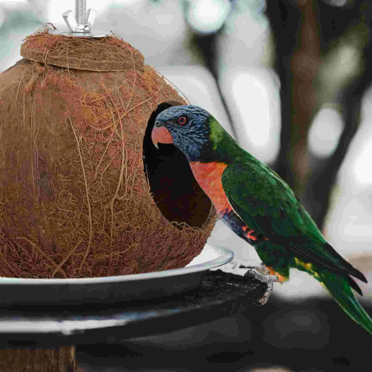 A green and reddish parrot sits on a natural coconut shell bird nest toy.