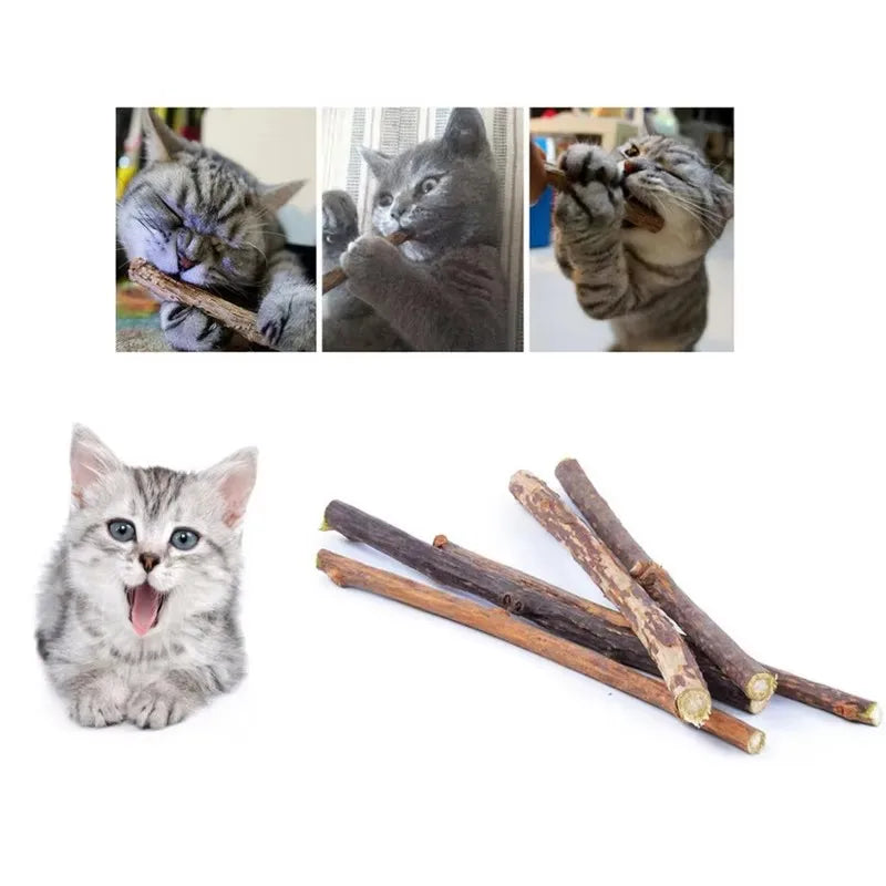 Katze kaut natürliche Holzstäbchen.