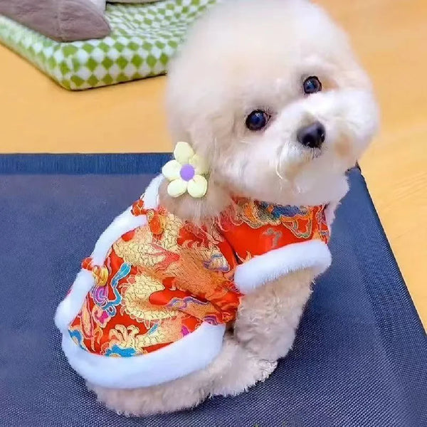 A fluffy white dog wearing a Chinese style Tang suit coat with red and gold patterns and a white trim.