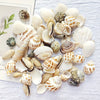 Natural Sea Wind Mixed Shells for Aquarium Décor (100g)