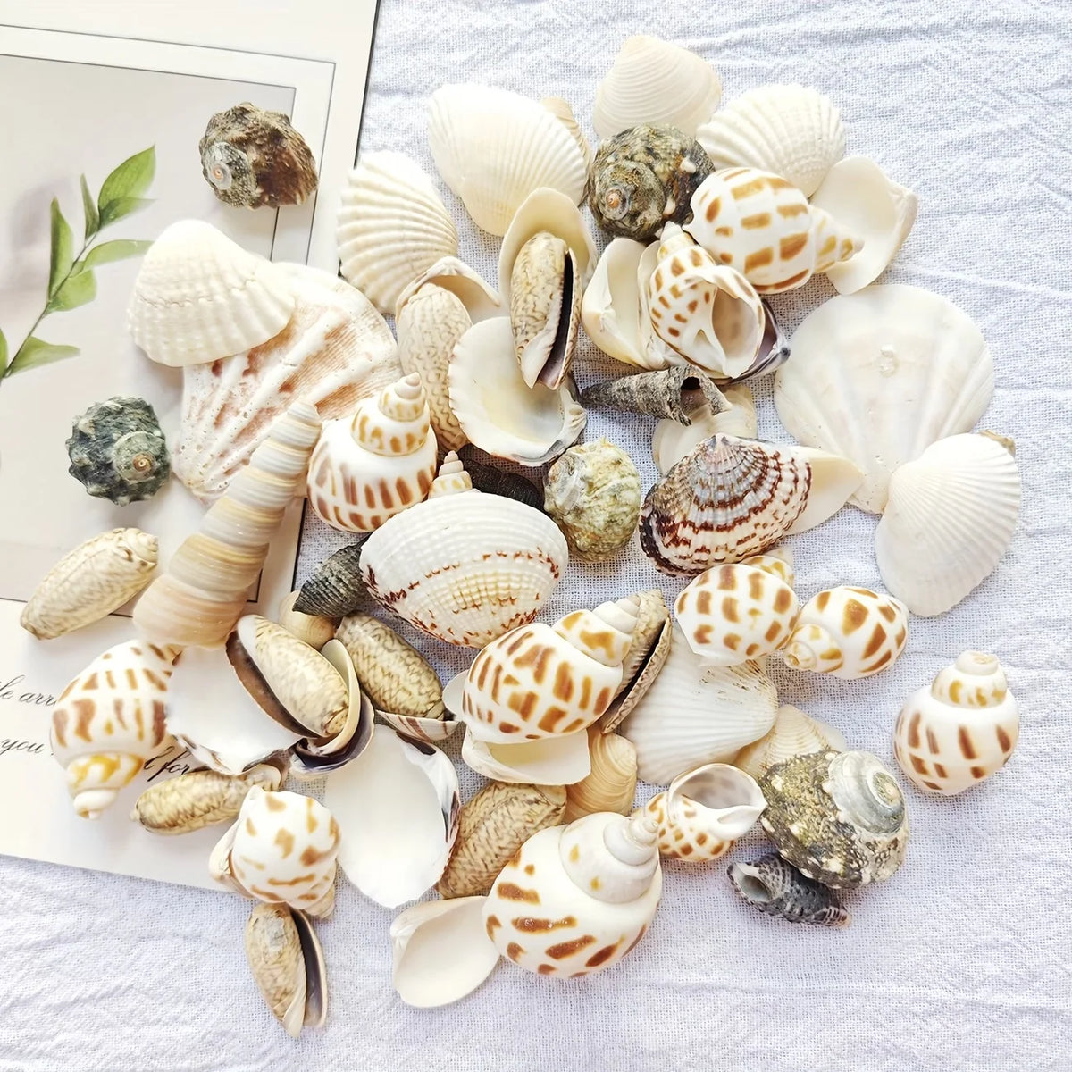 Natural Sea Wind Mixed Shells for Aquarium Décor (100g)