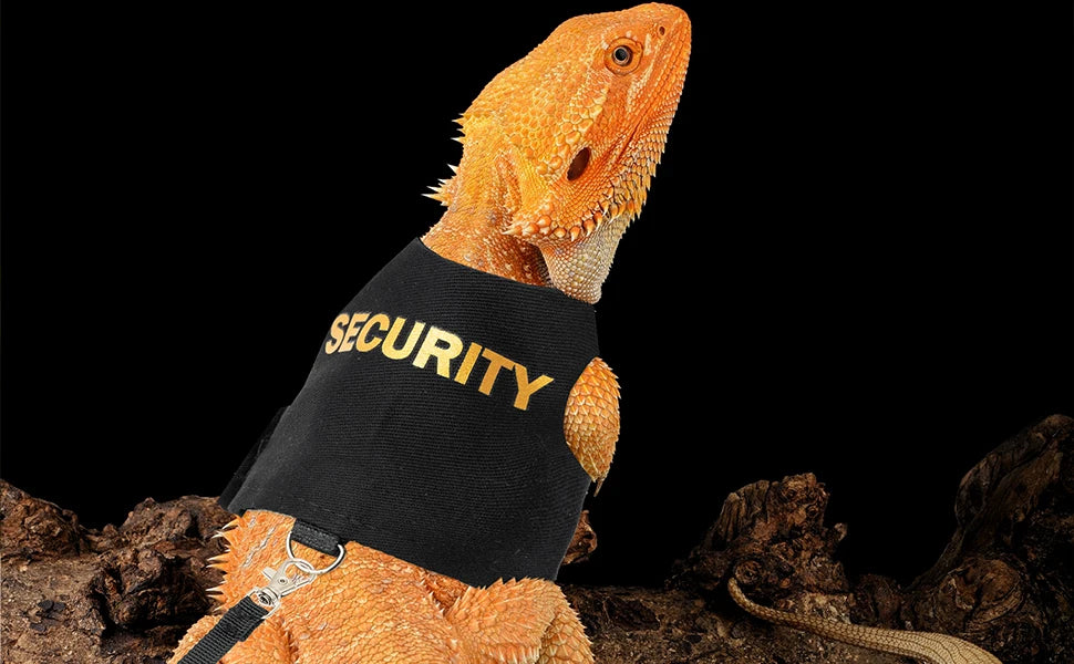 Oranger Gecko mit schwarzem Sicherheitsgurt und Leine.