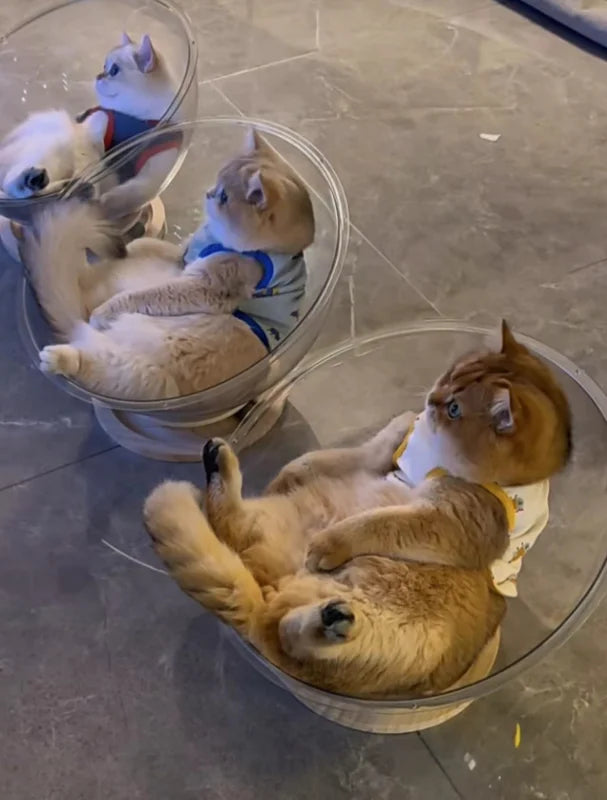 Drei Katzen entspannen sich in einer transparenten Kapsel-Hängematte.