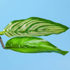 Betta Fish Rest Leaf Aquarium Decoration