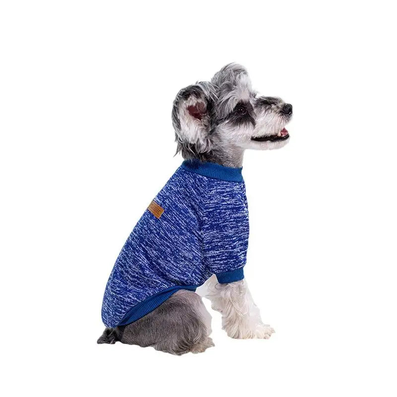 A gray and white dog wearing a blue knitted winter jacket.