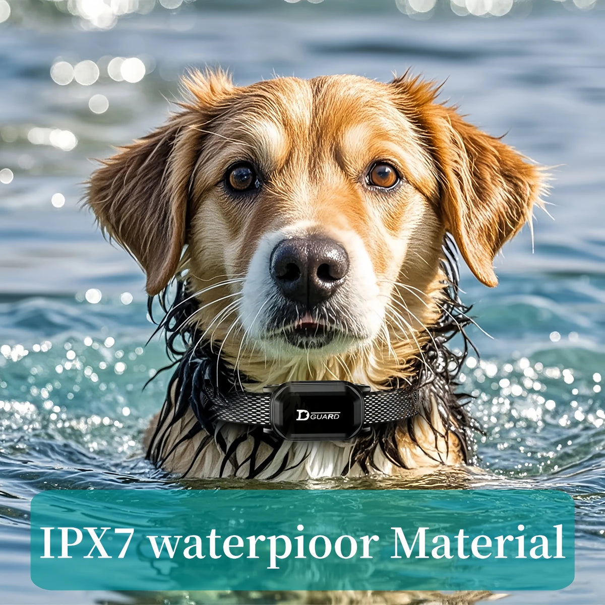 A golden retriever wearing a black dog collar is shown in water, demonstrating IPX7 waterproof material.