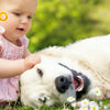 A baby is sitting next to a white dog lying on the grass.