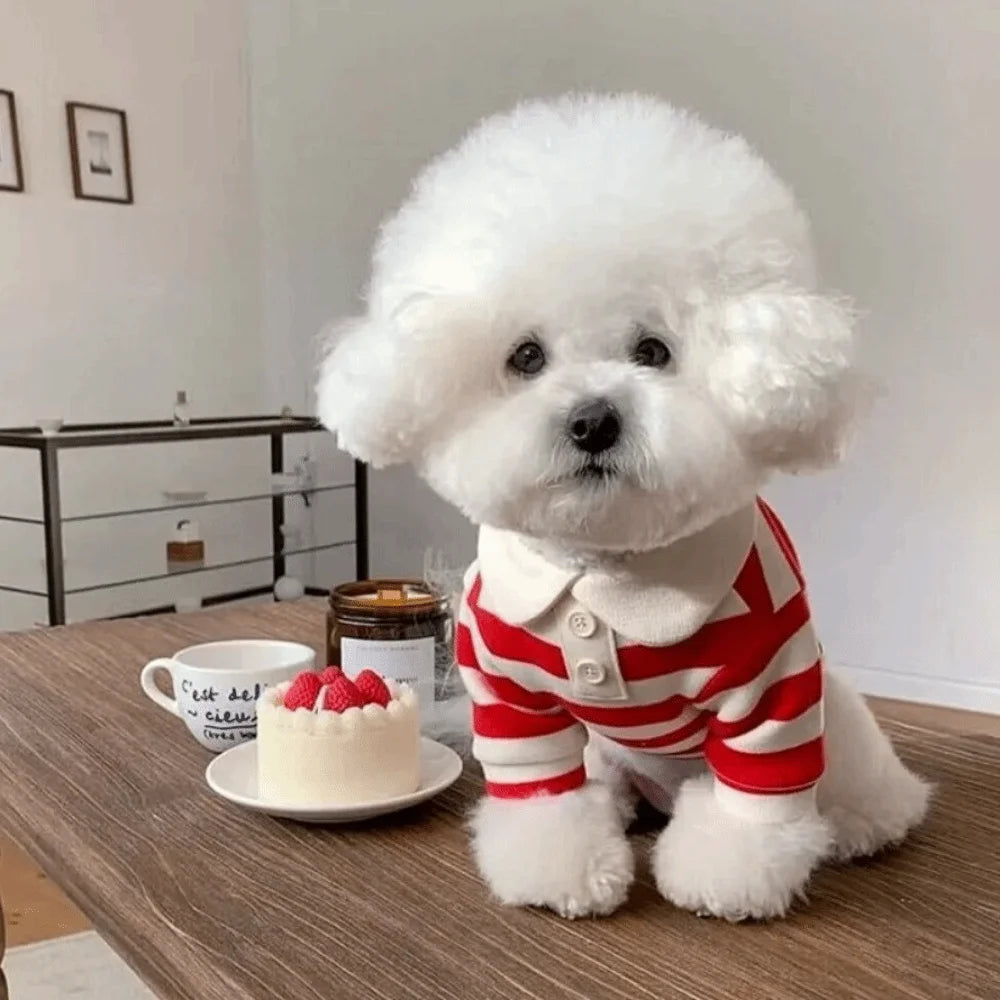 Ein flauschiger weißer Hund in einem rot-weiß gestreiften Weste sitzt auf einem Holztisch.