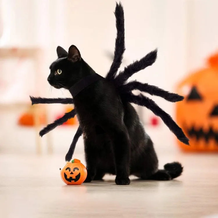 Halloween Spider Costume for Small Dogs and Cats