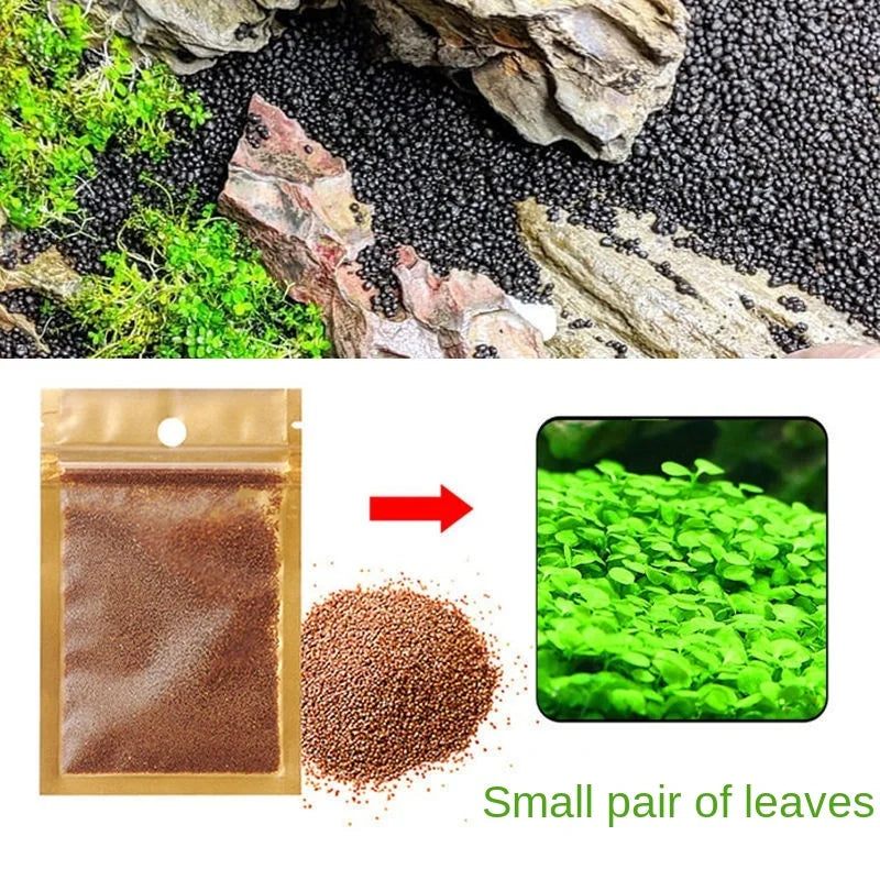 Small pair of green leaves next to a brown seed product.