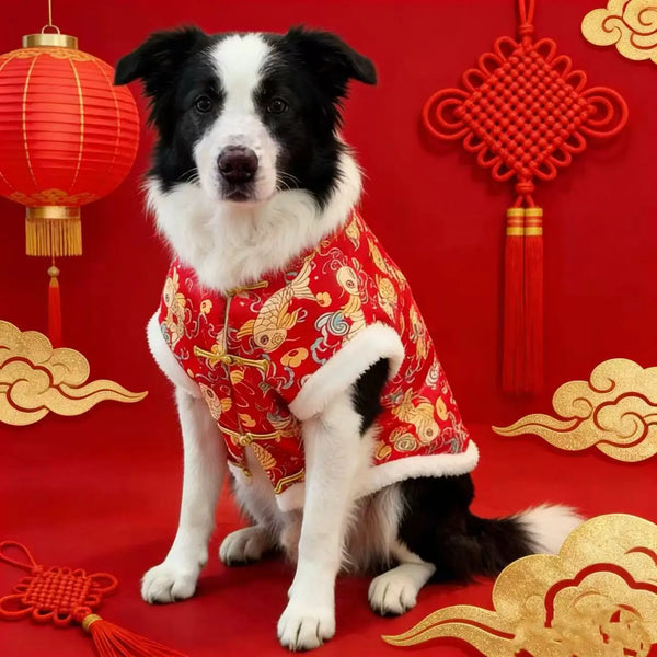 A black and white dog wearing a red traditional Chinese pattern hoodie sitting on a red background.